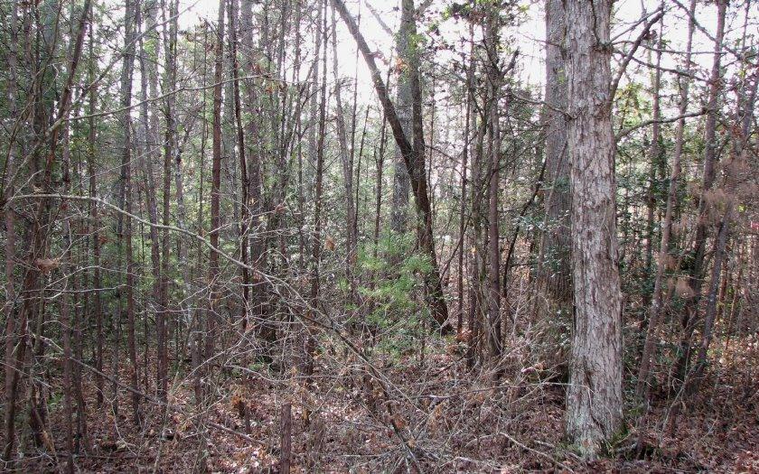 Lot 49 Chapel Hill - Photo 1