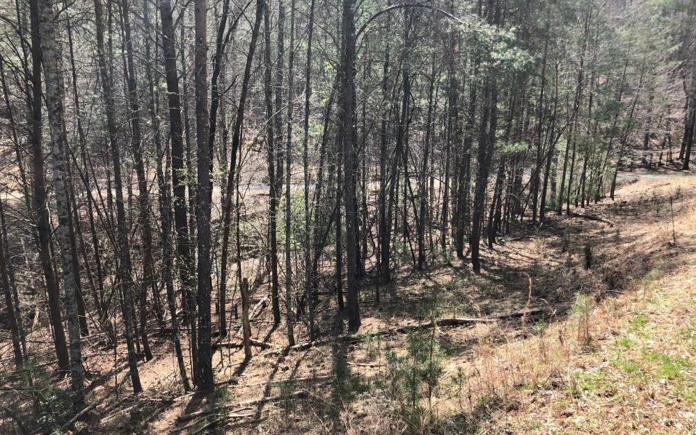 LT 17 Big Creek - Photo 1