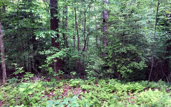 Chimney Rock 1.25 Ac - Photo 1