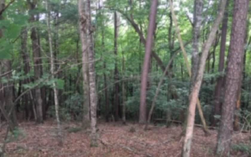 Dillard Chapel Rd - Photo 1