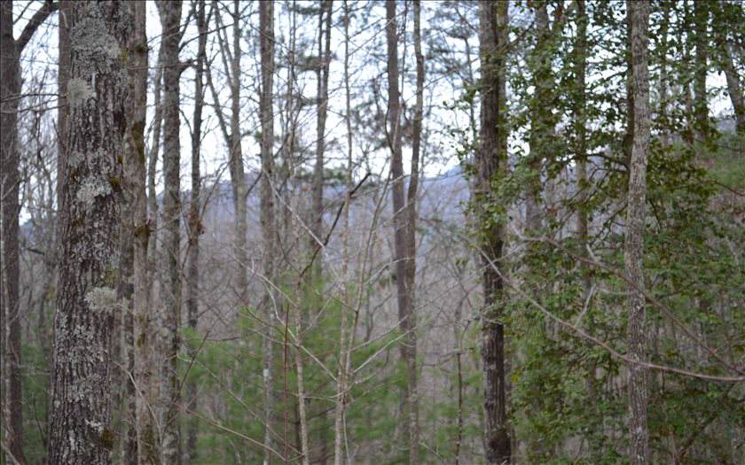 205 Woodsong Haven - Photo 1
