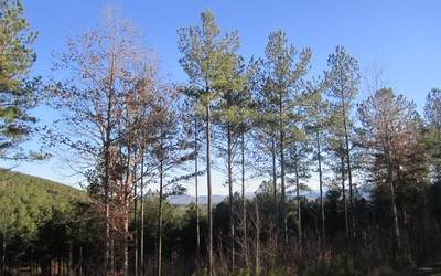 LT 60 Ridge Peak View - Photo 1