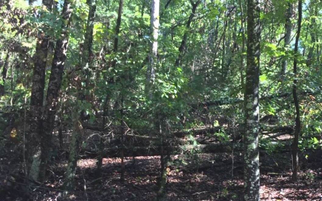 LT298 Etowah Dr - Photo 1 LT298 Etowah Dr - Photo 1