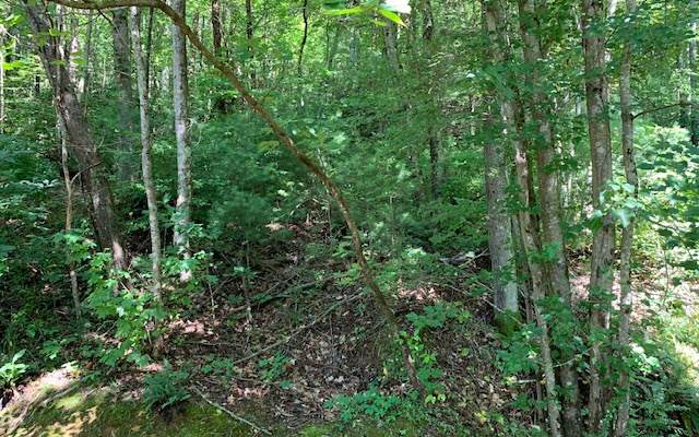 26+AC Fain Branch Road - Photo 1