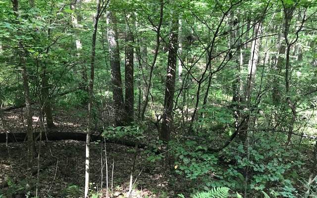 LOT36 Wolf Mnt Estates - Photo 1