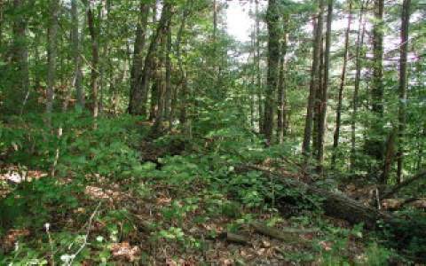 TBD View Ridge Trail - Photo 1