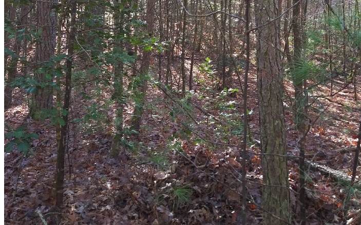 Ironwood Lane - Photo 1