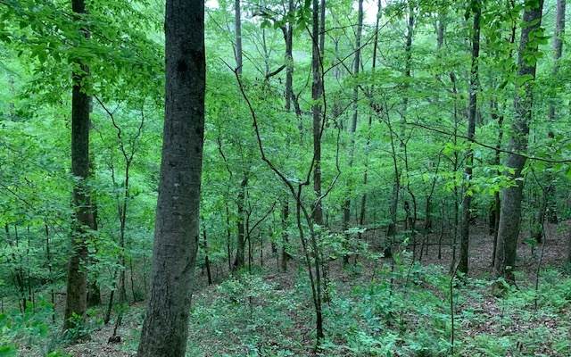 Willard Mountain Rd. - Photo 1