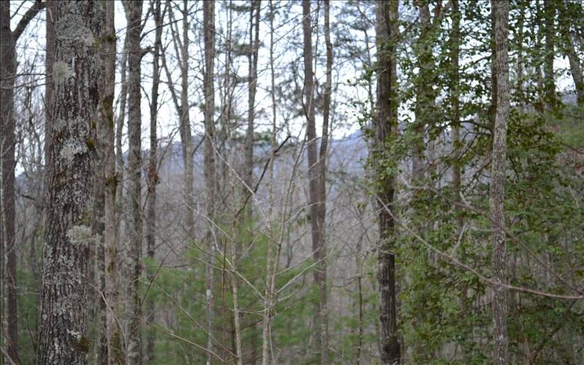205 Woodsong Haven - Photo 1