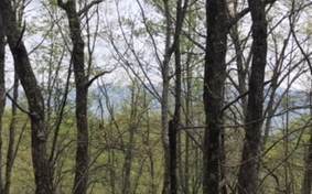 LT E4 Flat Rock Ridge Road - Photo 1