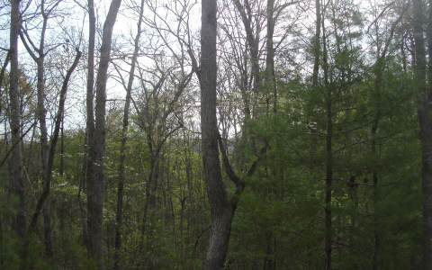 LOT 4 Wildwood Rd - Photo 1