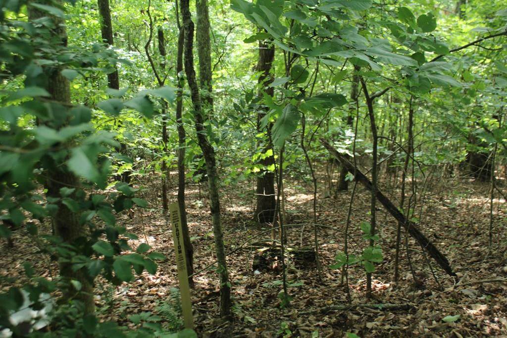 Lot 20 Skid Strip Lane - Photo 1