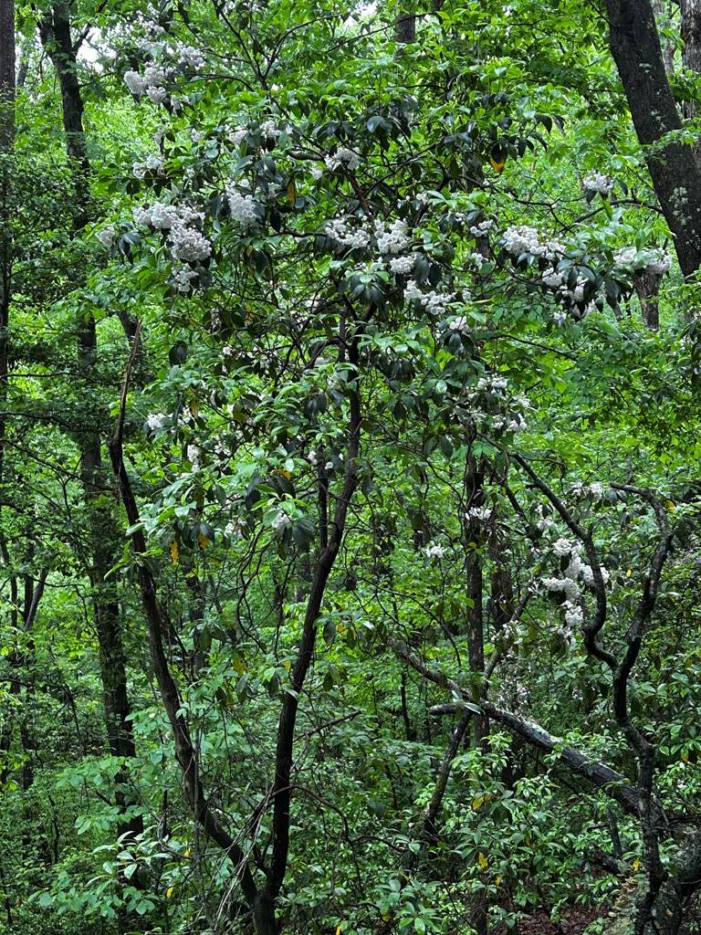 https://bt-photos.global.ssl.fastly.net/negeorgia/orig_boomver_1_430536-2.jpg