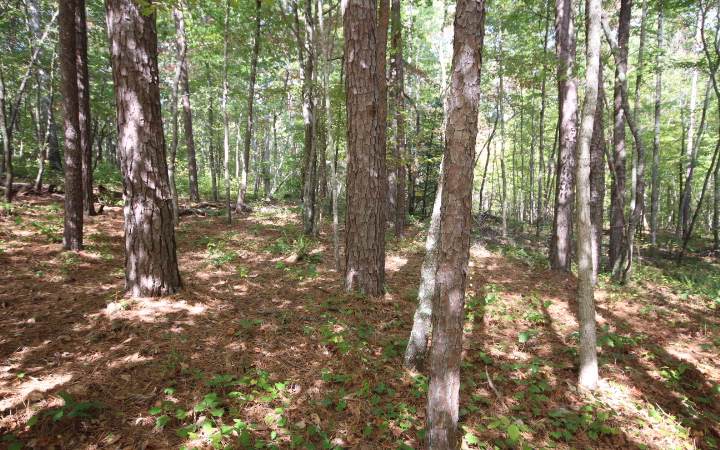 77 Doll Mountain Road - Photo 1 77 Doll Mountain Road - Photo 1