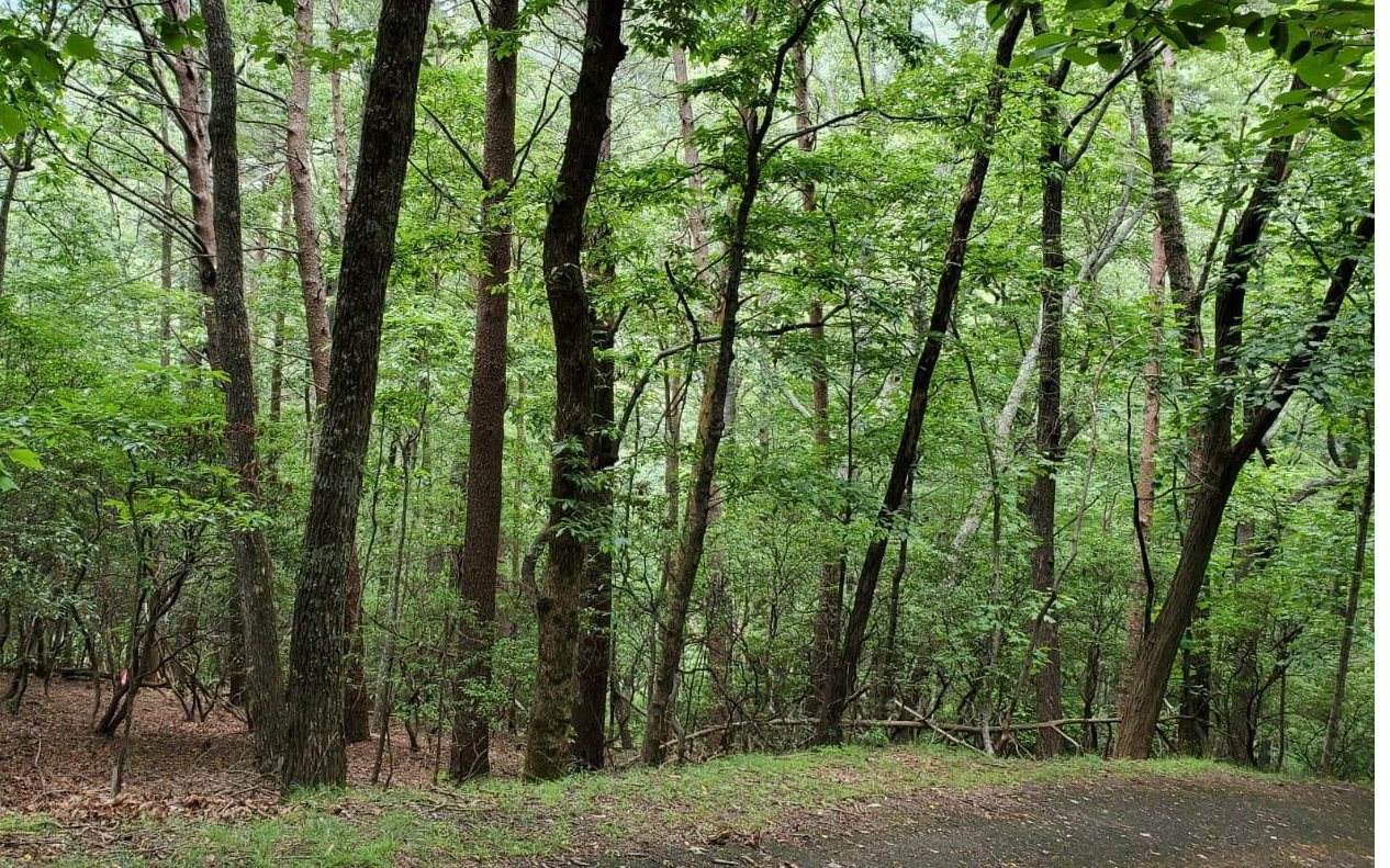 56 Raven Cliff Rd Lot A - Photo 1