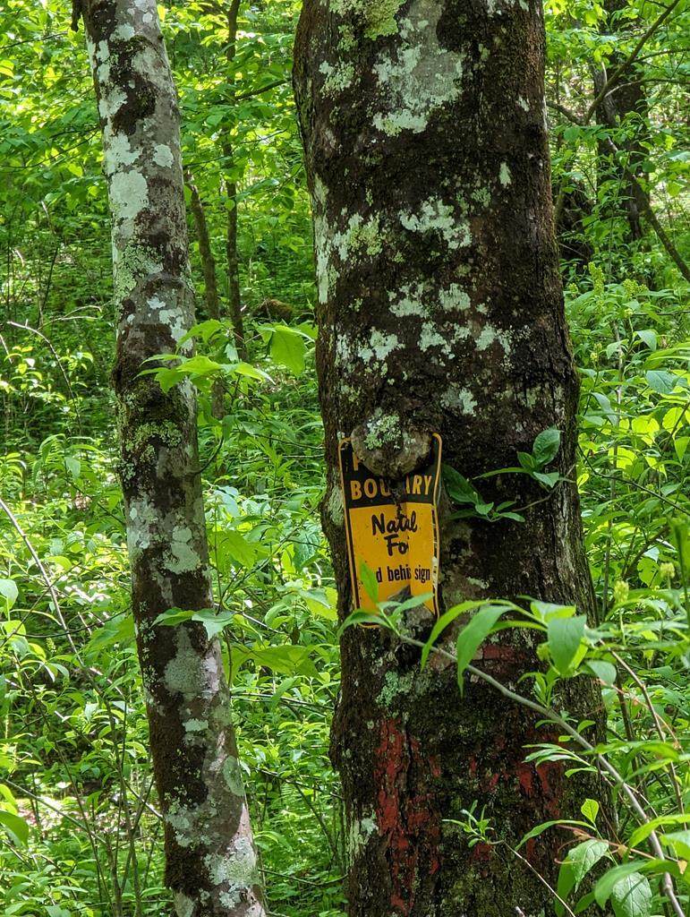 00 Buck Creek Trail - Photo 1