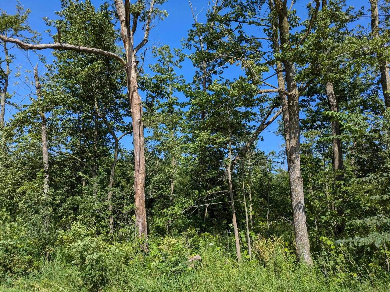 1882 Timber Road - Photo 1