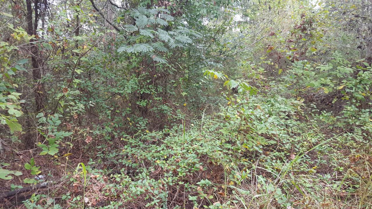 279 Davy Crockett Road - Photo 1