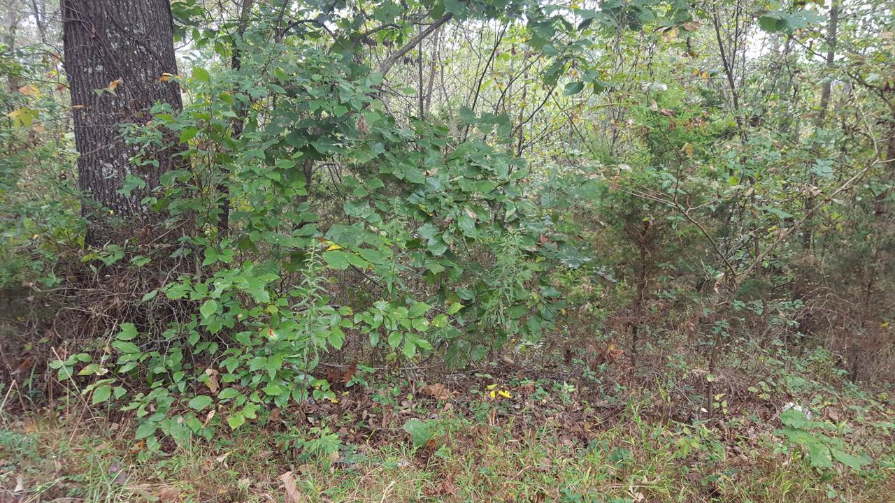 283 Davy Crockett Road - Photo 1