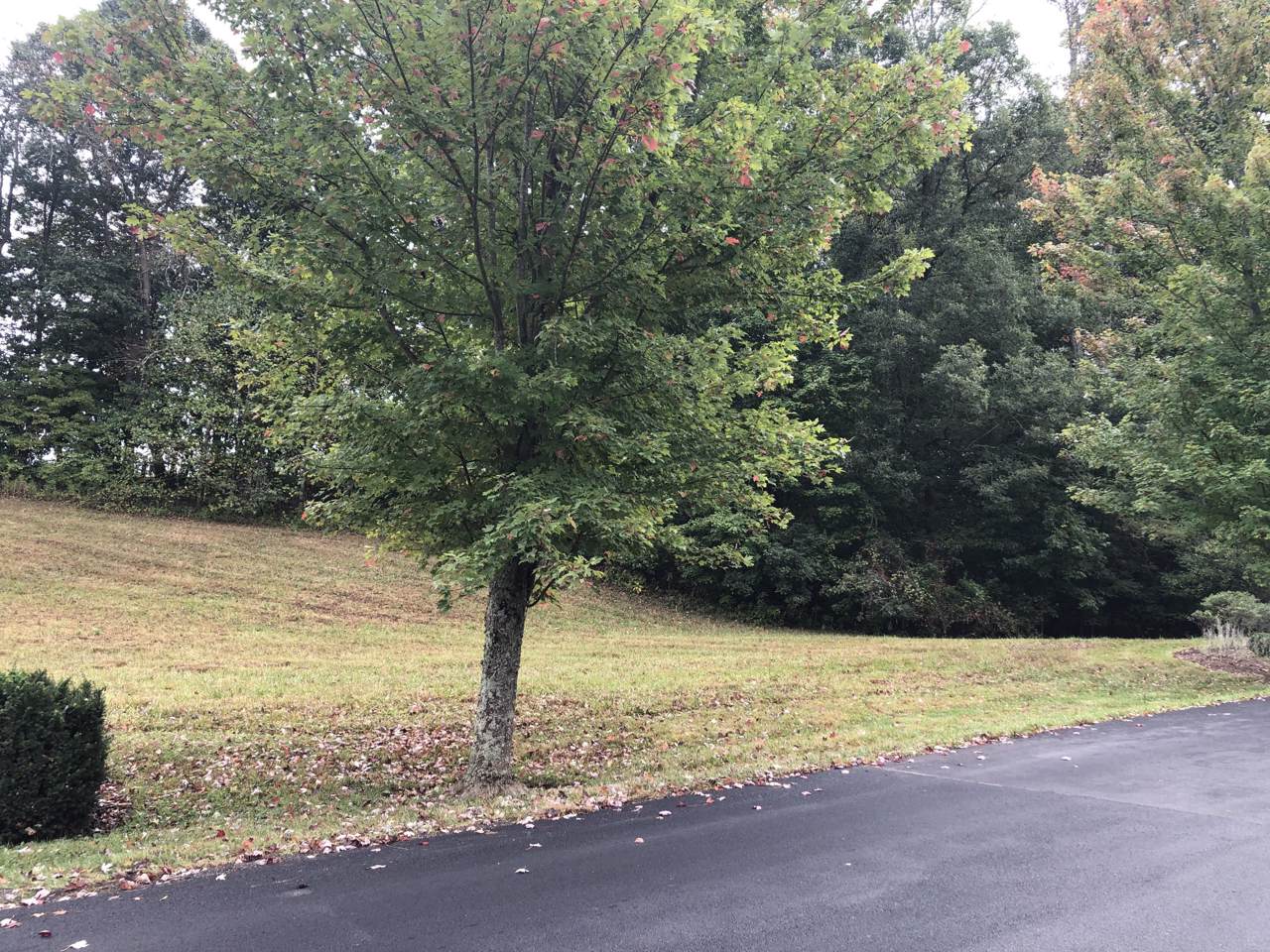 Tbd Virginia Trail - Photo 1
