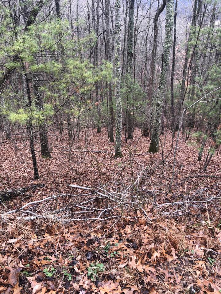 Tbd Gate Hollow Private Road - Photo 1