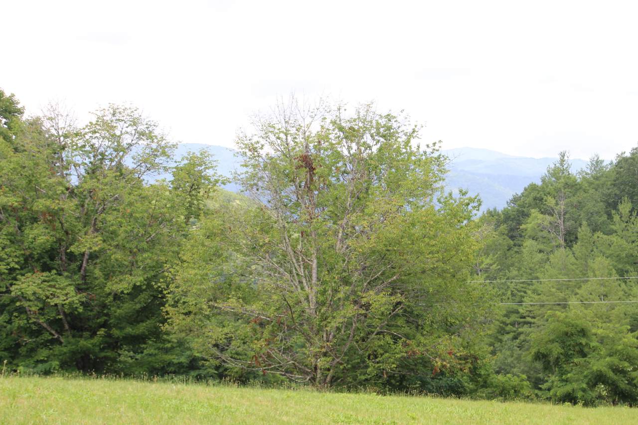 369 Dye Leaf Road - Photo 1