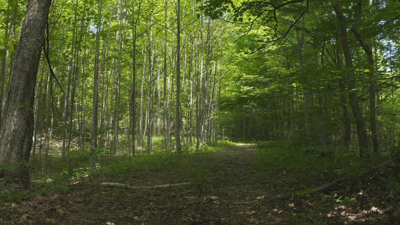 38.75 Acre Short Mountain Road - Photo 1