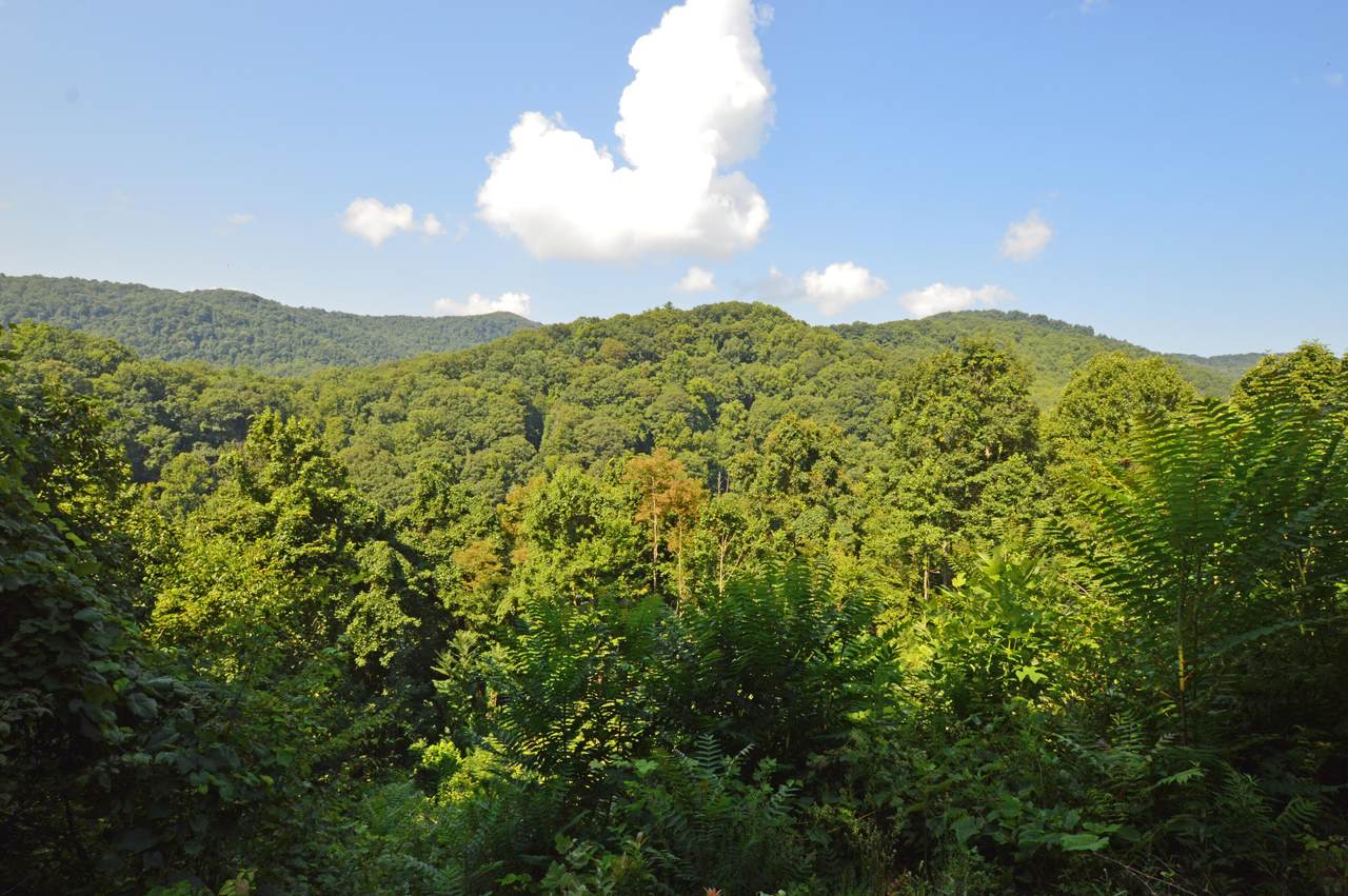 Lot 64 Tulip Poplar Trail - Photo 1
