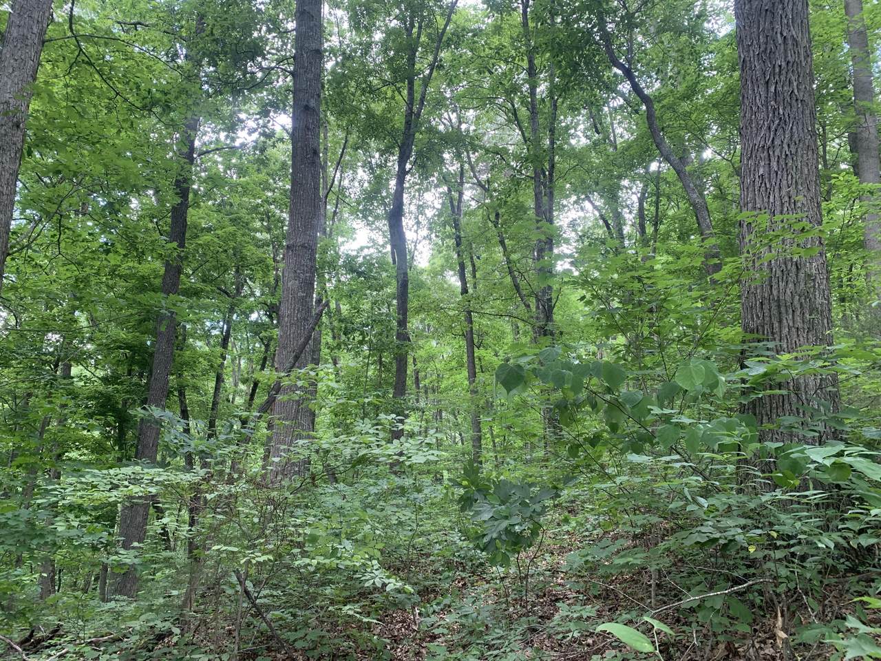 321 Thompson Hollow Road - Photo 1