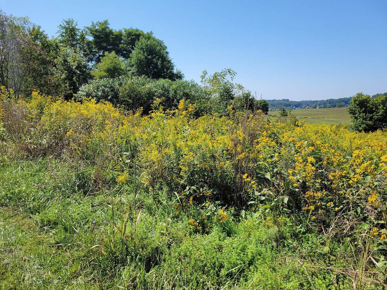 Tbd Musick Drive - Photo 1