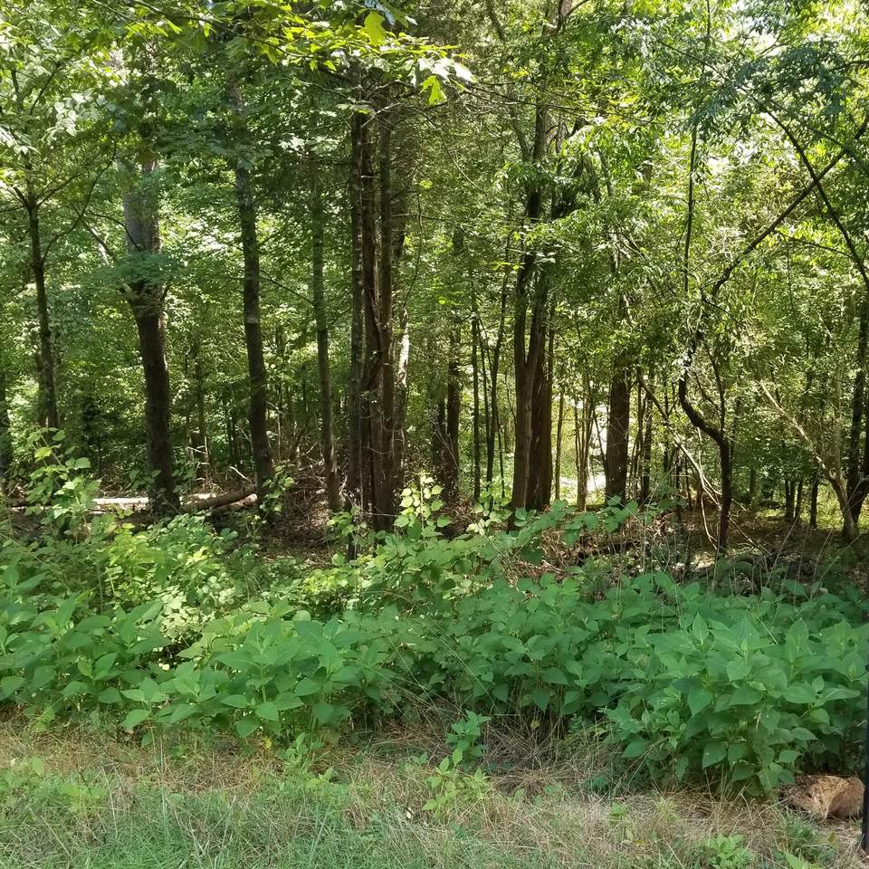 1917 Chelaque Way - Photo 1