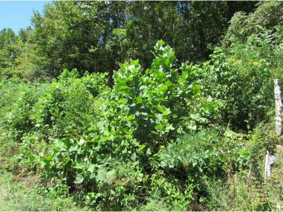 0 North Fork River Road, Lot 14 - Photo 1