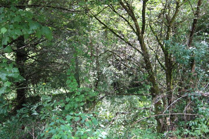000 Laurel Way, Lot #45 - Photo 1