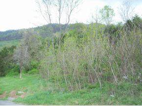 Tbd Nancy Bailey Rd - Photo 1
