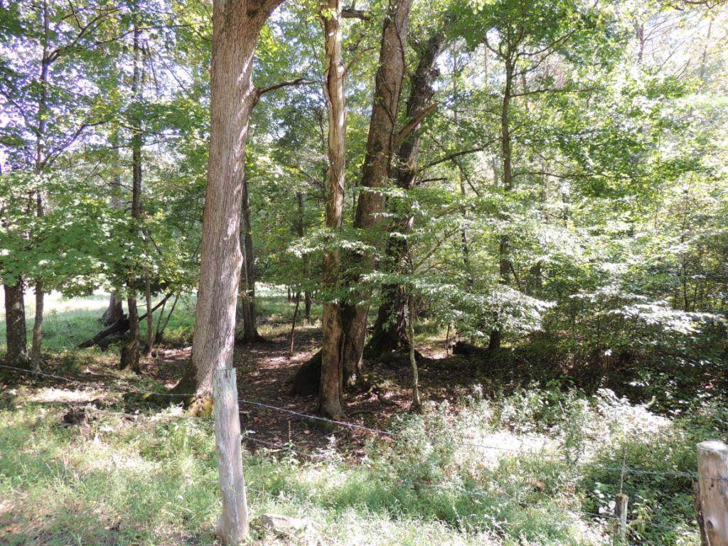 Tract 5 Spruce Pine Road - Photo 1