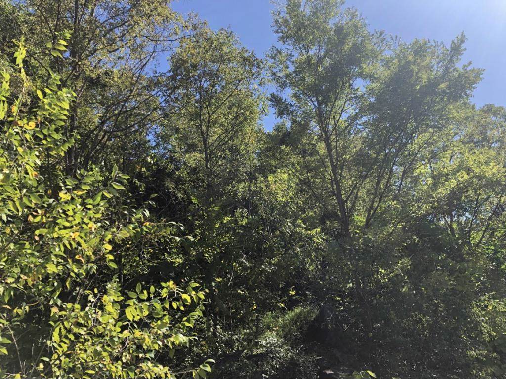 TBD Buck Road - Photo 1