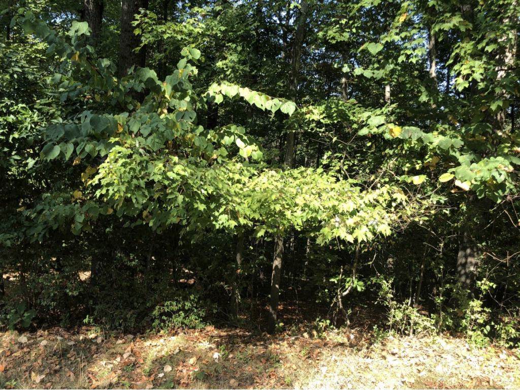 TBD Skyline Drive - Photo 1