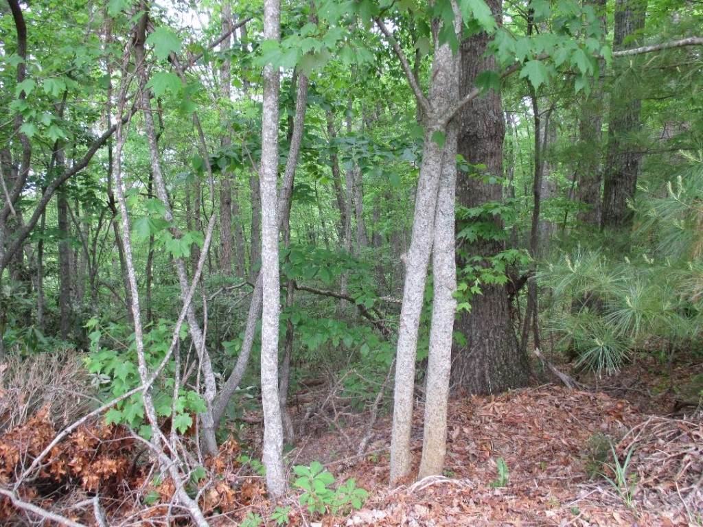 101-111 Oak Ridge Road - Photo 1