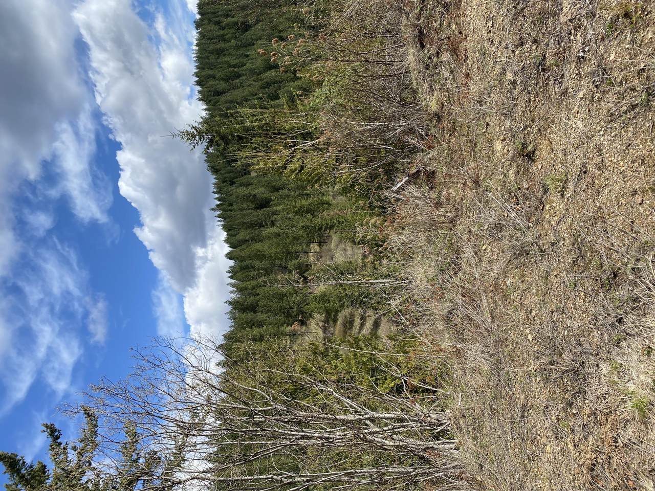 TBD Deer Lake Rd - Photo 1
