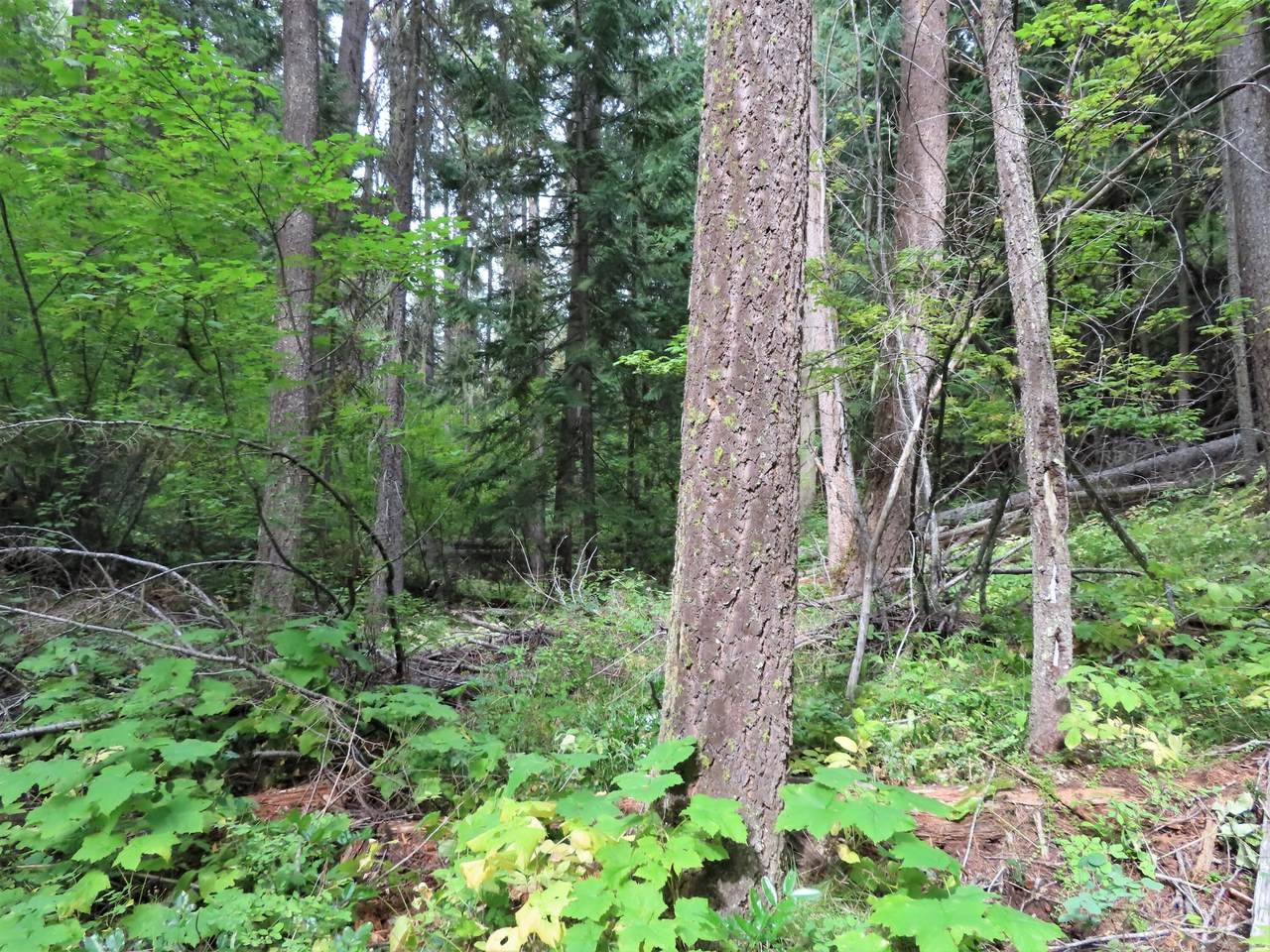 TBD Day Creek Rd - Photo 1