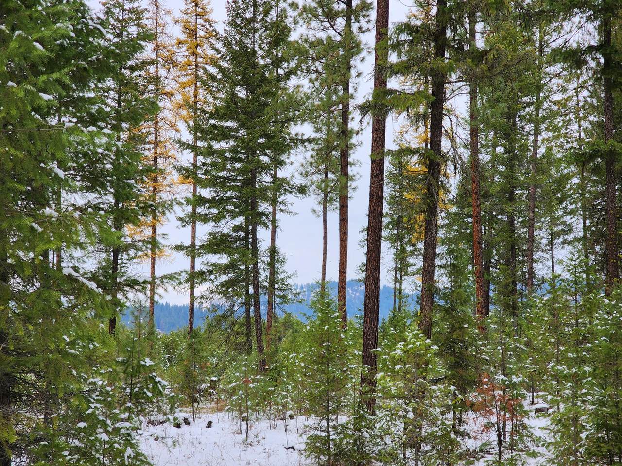 15XX Evans Cutoff Rd - Photo 1