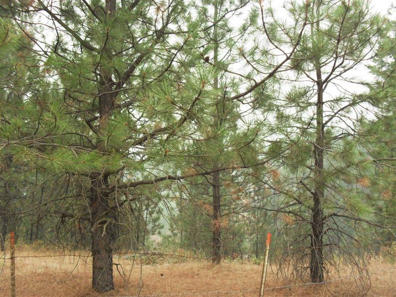 23 LOT 3 Cedar Creek Rd - Photo 1