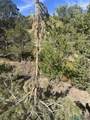 000 Forest Road 19 Road - Photo 15