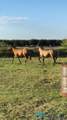 5037 Berrendo Road - Photo 83