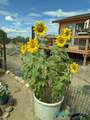 87 Deer Trail Road - Photo 38