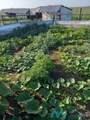 1747 Roosevelt Rd 10 1/2 - Photo 49