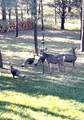 5 Canuto Ct - Photo 41