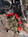 1045 Ctc Ranch Canyon - Photo 12