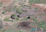  Pecos Valley Ranch - Photo 40
