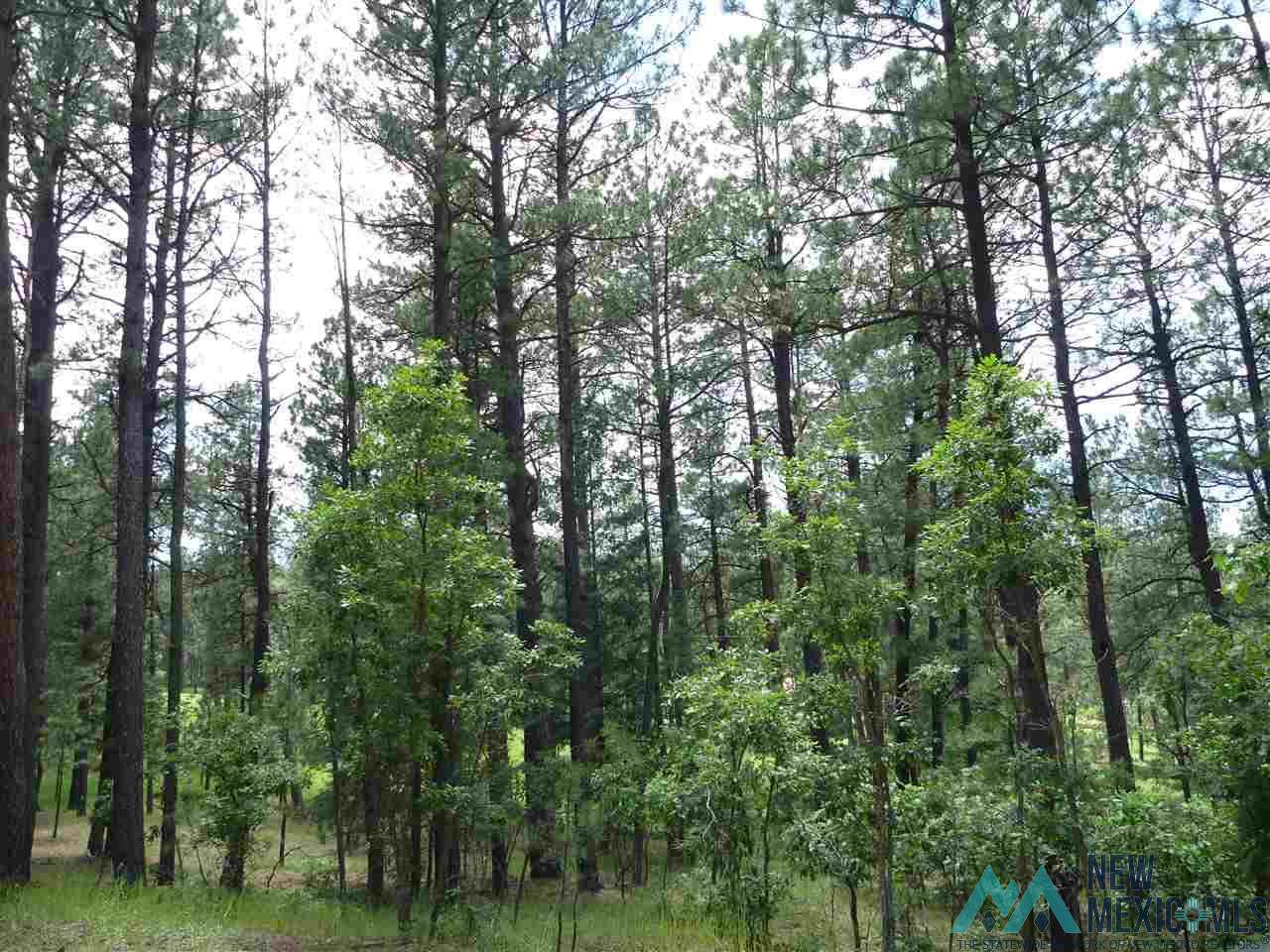 Lot 64 Forest Drive - Photo 1
